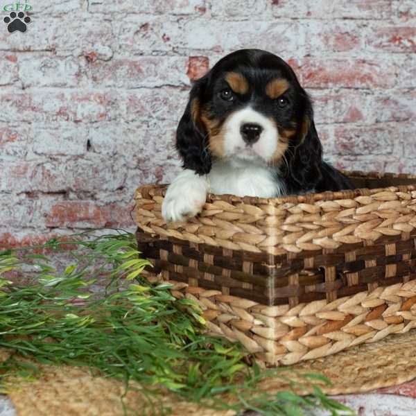 Harley, Cavalier King Charles Spaniel Puppy